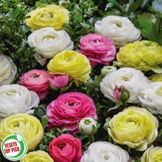 Pastel Peonies Persian Buttercups Thumbnail